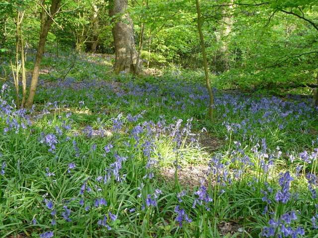 Bluebells in Lion Wood, Thorpe Hamlet