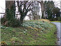 Snowdrops at Throope Manor