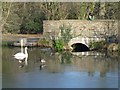 The outfall of the lake at Tredegar House Country Park