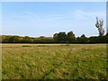 Pasture, Tiddington