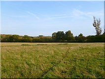 SP6504 : Pasture, Tiddington by Andrew Smith