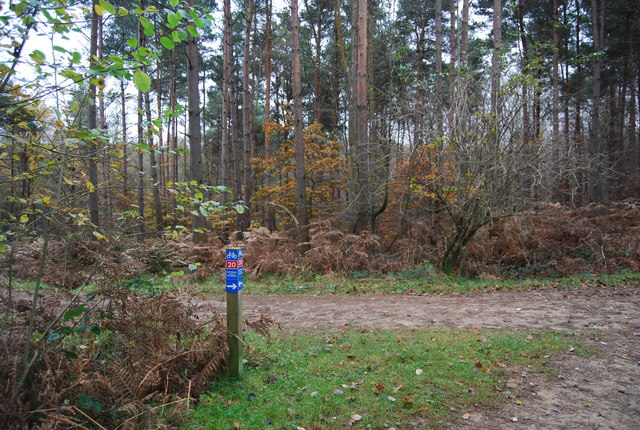 National Cycleway 20, Tilgate Forest