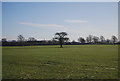 Single tree in a field, Chelford