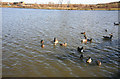 Ducks and Geese on Pools Brook Country park