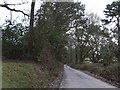 Tree lined road near Stafford Barton