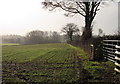 Field boundary near Dulford Cross