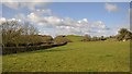 Mid Devon : Grassy Field