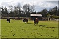 Mid Devon : Grassy Field & Horses