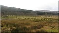 Damp grazing, Srath Ascaig