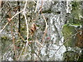 Bench Mark, Bena Cottage