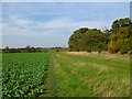 Farmland, Wheatfield