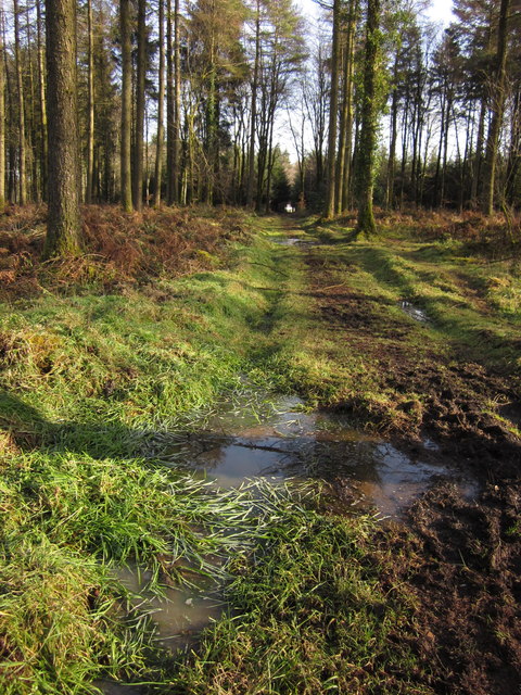 Grassy puddle, Downlands Plantation