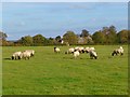 Pasture, Sydenham