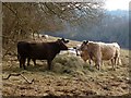 Pasture, Cholesbury