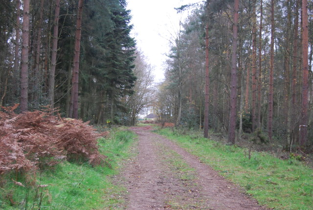 Cycleway 20, Tilgate Forest