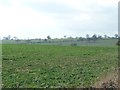 Farmland south of Long Lane