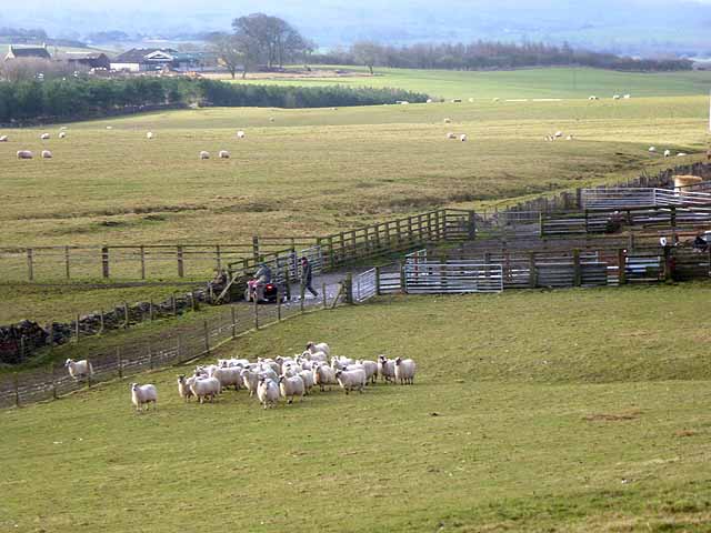 Sheep and livestock pens at Mootlaw