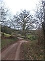 The oak tree at the road junction at Haydon