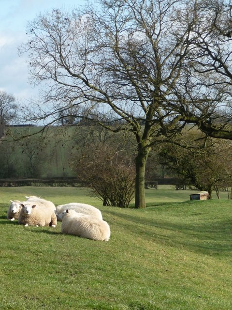 Sheep grazing near Lees Green