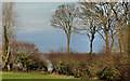 Path and trees, Crawfordsburn (2)