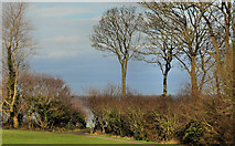 J4682 : Path and trees, Crawfordsburn (2) by Albert Bridge