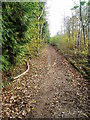 Bridleway 395 through Danes Wood