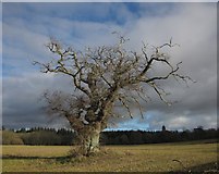 SX8374 : Oak tree, Stover by Derek Harper