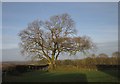 Tree above Honeychurch