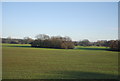 Wooded pond south of Crewe