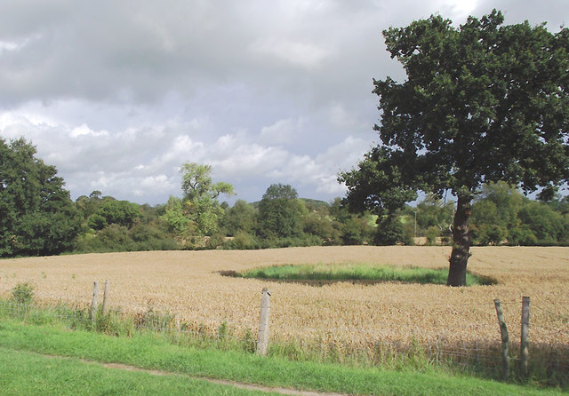 Crop fields at Barbridge, Cheshire