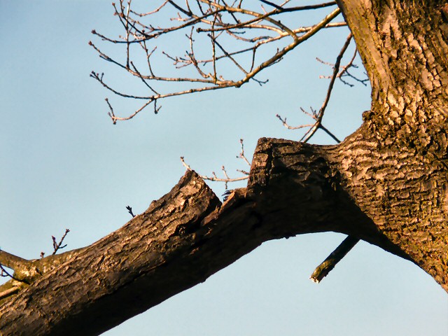 Broken Branch © Gerald England Geograph Britain And Ireland 