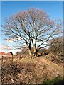 Foxholes Oak