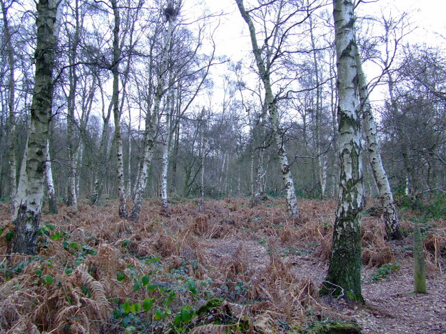 Kidney Wood © Thomas Nugent cc-by-sa/2.0 :: Geograph Britain and Ireland