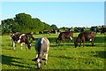 Pasture, Yattendon