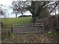 Field, pheasants and snowdrops at Venny Tedburn