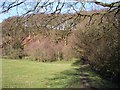 Ridgeway Wood from the Sandstone Trail