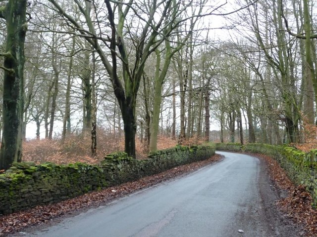 Wood Lane bending out of the woods