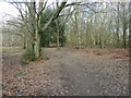 Footpath in Ashdown Forest near Lower Mishbourne Farm