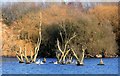SU5795 : Dorchester Lakes, Winter Colours 1 by Des Blenkinsopp