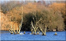 SU5795 : Dorchester Lakes, Winter Colours 1 by Des Blenkinsopp