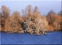 SU5795 : Dorchester Lakes, Winter Colours 2 by Des Blenkinsopp