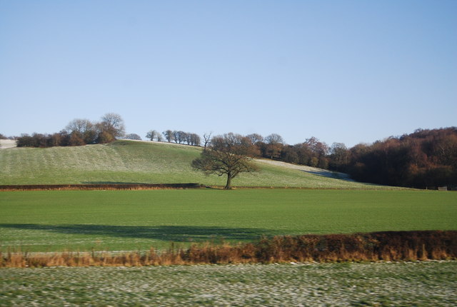 Single tree in a farming landscape