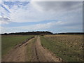 A footpath leading to Insley Plantation