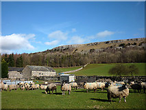 SD4890 : Swaledale ewes at Barrowfield by Karl and Ali