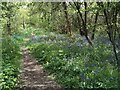 Woodland path with Bluebells