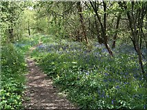 SP8334 : Woodland path with Bluebells by Philip Jeffrey