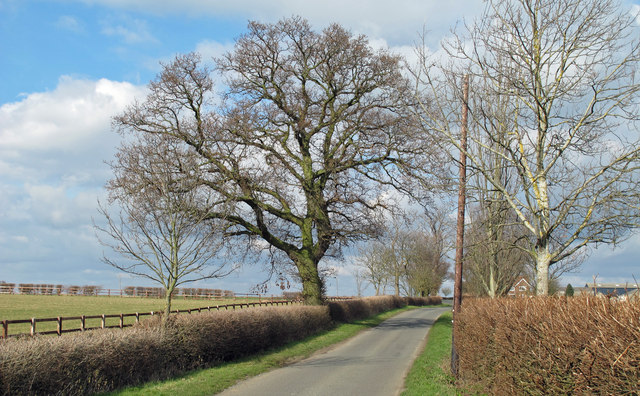 Hedgerow trees on Southminster Road