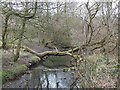 Natural bridge in Holywell Dene