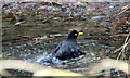 Blackbird (Turdus merula)