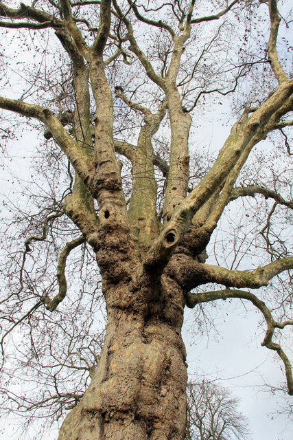 Plane Tree, Cedars Park, Cheshunt, Hertfordshire